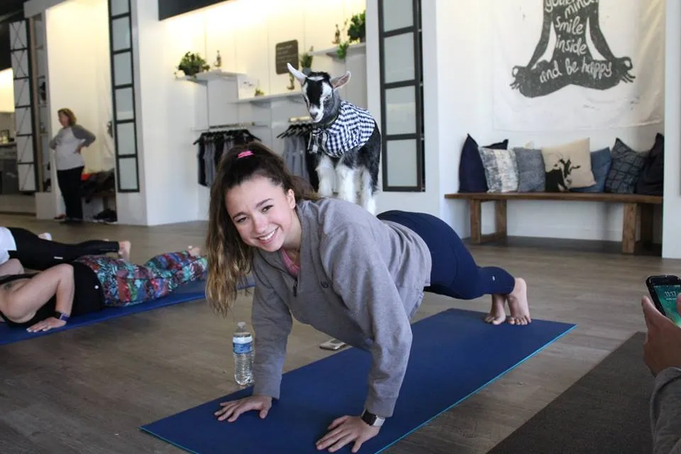 A goat standing on a participant's back during a goat yoga class at YOGA & GOGA in Austin