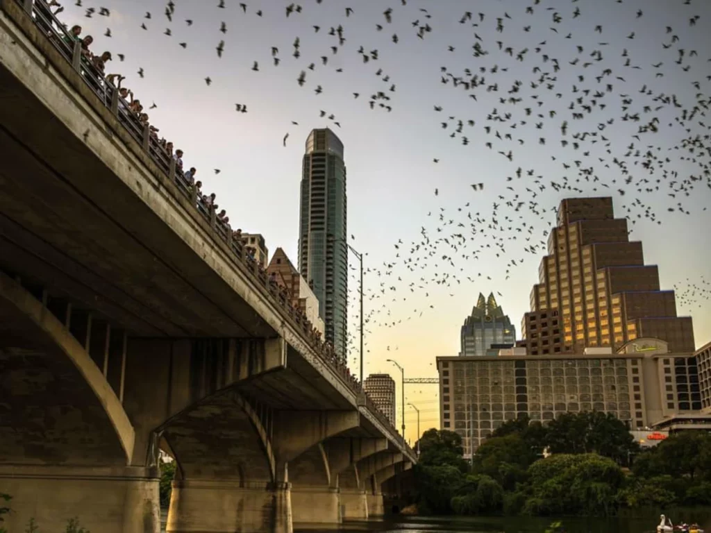 Bats in Austin, things to do in Austin