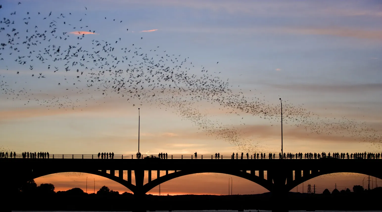 Congress Avenue Bridge over Lady Bird Lake at sunset in Austin
